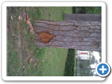 IMG00529-20120516-1747