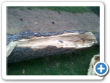 IMG00538-20120516-1752