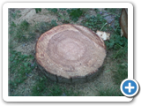 IMG00542-20120516-1753