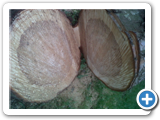 IMG00547-20120516-1754