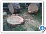IMG00550-20120516-1755