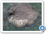 IMG00558-20120516-1804